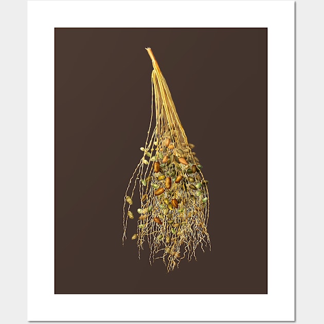 Vintage Botanical Illustration - Normal Spadice of the Palm 096 Wall Art by Holy Rock Design